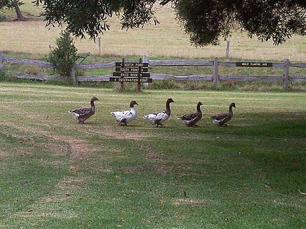 churchill-geese.jpg